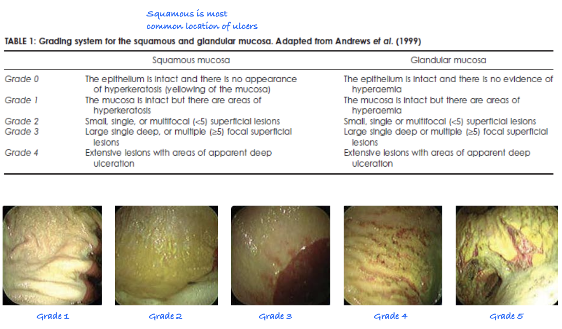 <p>grades 0-4</p><p>0=normal, 4= extensive ulceration</p>