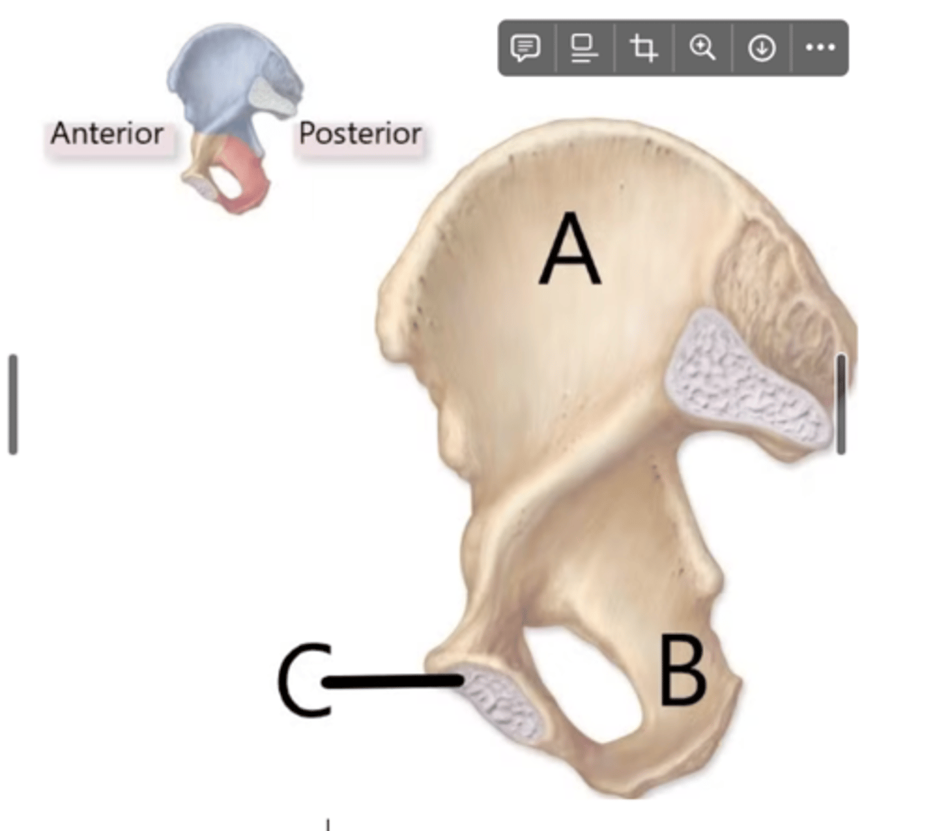 <p>A, B, C</p><p>ilium, ischium, pubis</p>
