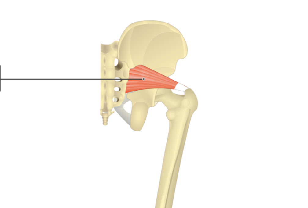 <p>origin: sacrum</p><p>insertion: greater trochanter</p>