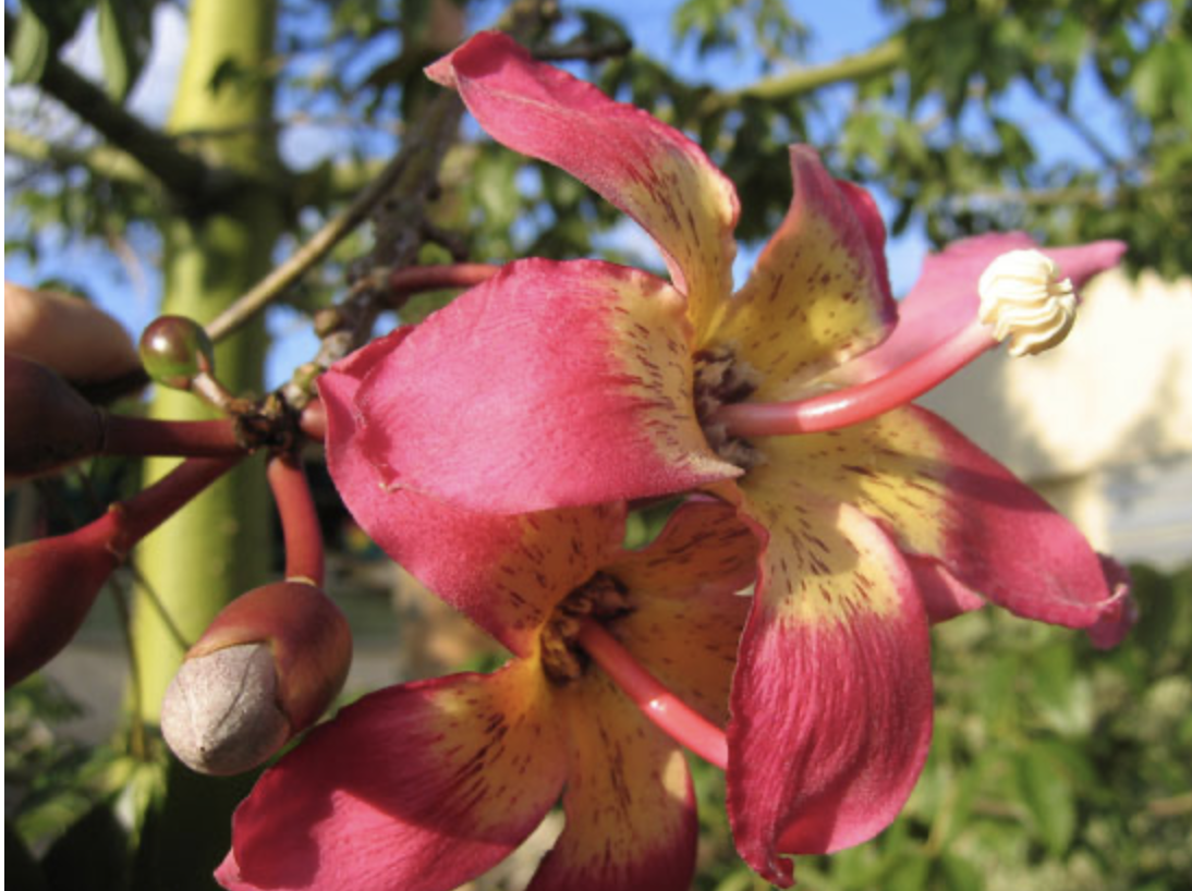 <p> floss silk tree</p><p>has a spiny trunk, is the plant with the big cotton pods. </p><p>distinct deeply lobed leaves </p>