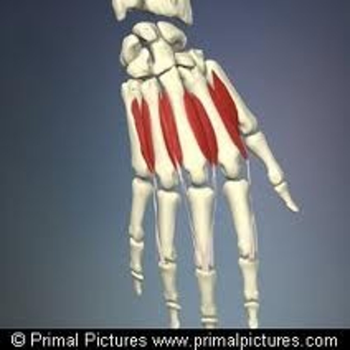 <p>Action: abducts fingers <br><br>Origin: side of metacarpals<br><br>Insertion: extensor expansion over proximal phalanx of fingers 2-4</p>