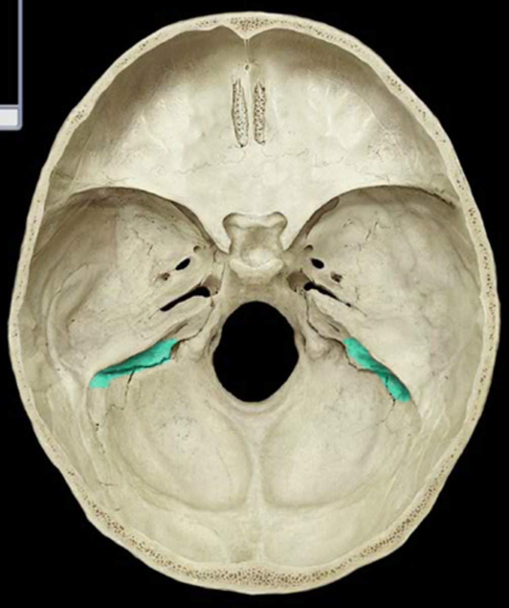 <p>continuation of the transverse sinus</p>