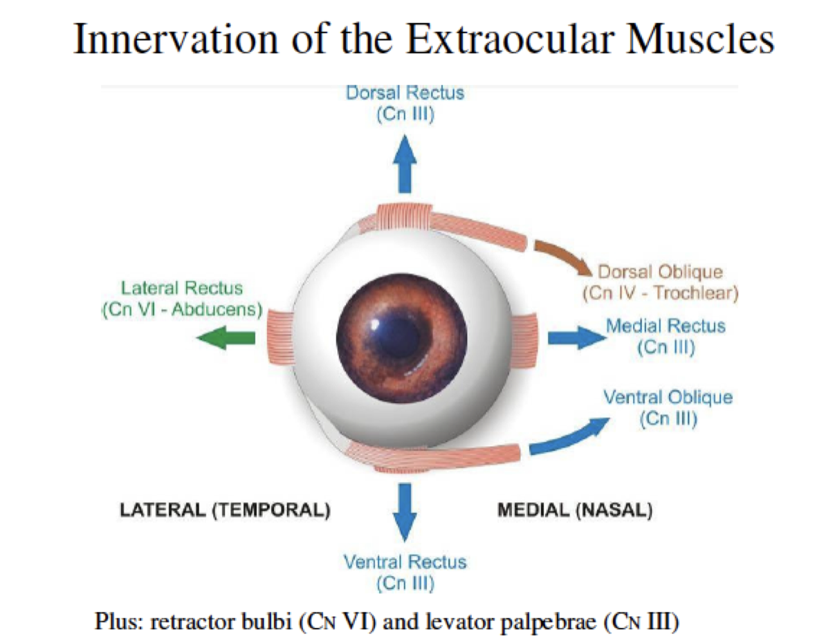 <p><strong>Oculomotor nerve (CN III)</strong></p><ul><li><p>Dorsal Rectus&nbsp;</p></li><li><p>Medial Rectus&nbsp;</p></li><li><p>Ventral OBLIQUE&nbsp;</p></li><li><p>Ventral Rectus&nbsp;</p><ul><li><p>Think of it this way: oculomotor = eye movement… so the oculomotor nerve innervates the MOST extraocular muscles</p></li><li><p>But doesn’t move laterally because ABDUCTING is the NEXT nerve’s job…</p></li></ul></li></ul><p></p><p><strong>Abducens nerve (CN VI)</strong></p><ul><li><p>LATERAL Rectus&nbsp;</p></li><li><p>Retractor bulbi muscle&nbsp;</p></li></ul><p></p><p><strong>Trochlear nerve (CN IV)</strong></p><ul><li><p>Dorsal Oblique&nbsp;</p><ul><li><p>Think of it as the muscle that turns the bottom portion of the eye towards the trochlea…</p></li></ul></li></ul><p></p>