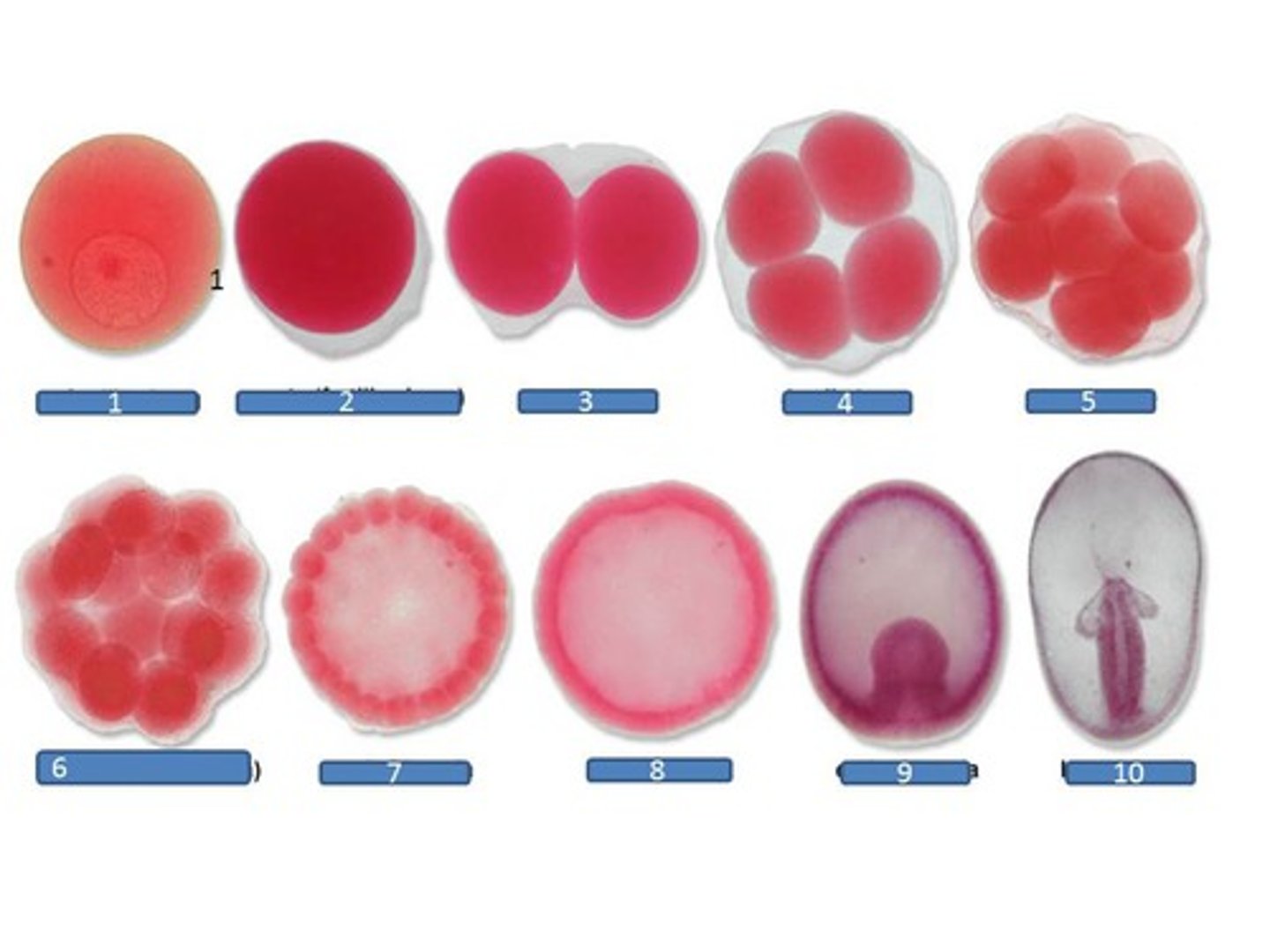 <p>stages of an egg</p>