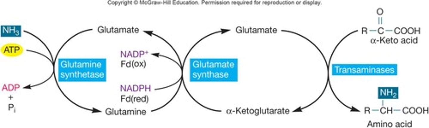 <p>Ammonia incorporation when ammonia concentrations are low; it requires ATP.</p>