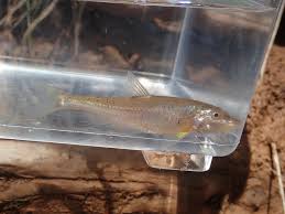 <p><span>Occurs in the upper </span>Red River<span> drainage in </span>Oklahoma<span> and </span>Texas<span>.</span></p>
