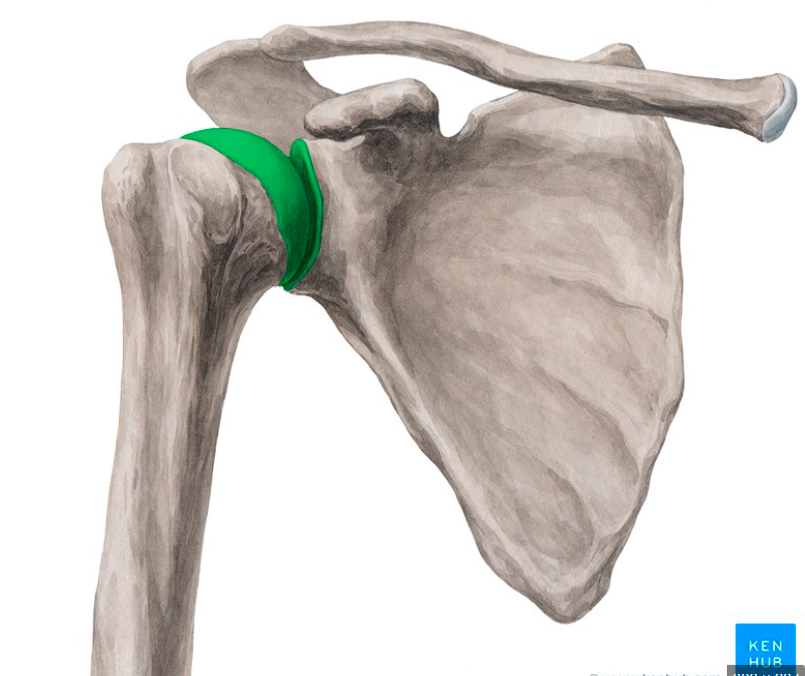 articular anatomy: glenohumeral joint 