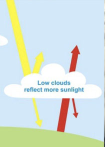 <p>also knows as cumulus clouds; cool the surface, are dense &amp; have a very high albedo; aren’t effective in absorbing infrared radiation</p>