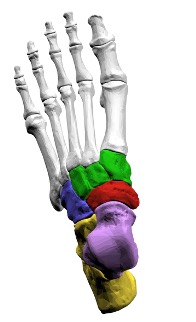 <p>voetwortelbeentjes (in de voetwortel)</p>