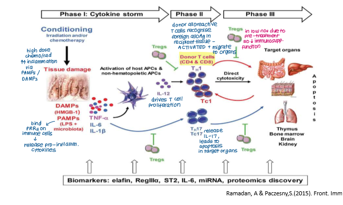 <ol><li><p>Conditioning (creating inflammatory environment pre-transplant)</p></li><li><p>Priming and activation of alloreactive donor T cells</p></li><li><p>Effector phase</p></li></ol><p></p>