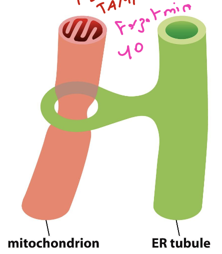 <p>a physical connection between the mitochondria and ER tubules that determine site of division for mitochondria.</p><p> how to view: tag the ER with an anti-Sec61 antibody and use anti-TOM/TIM antibody with another fluorescence to view co-localization of the two</p>