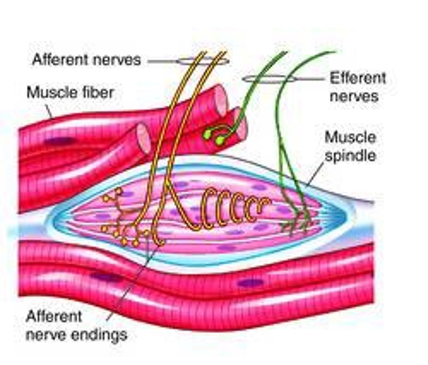 <p>Neuromuscular Spindles</p>