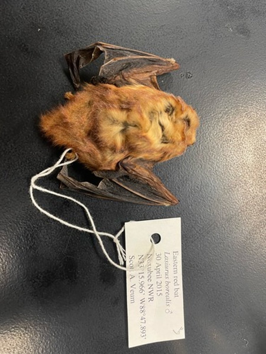 <p>Family: Vespertilionidae</p><p>Genus & Species: Lasiurus borealis</p>