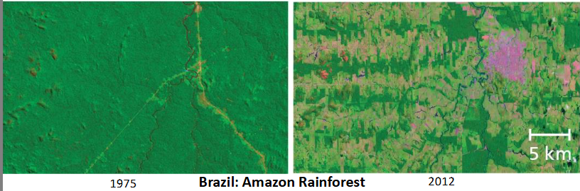 <p></p><p>Fragmentation &amp; Deforestation</p>