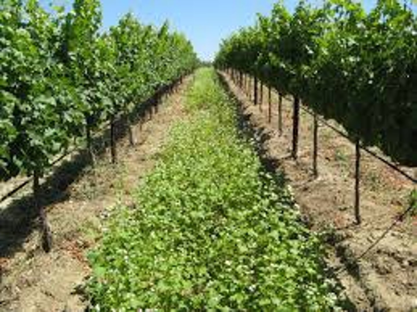 <p>Plants grown between main crops to prevent erosion and improve soil health.</p>