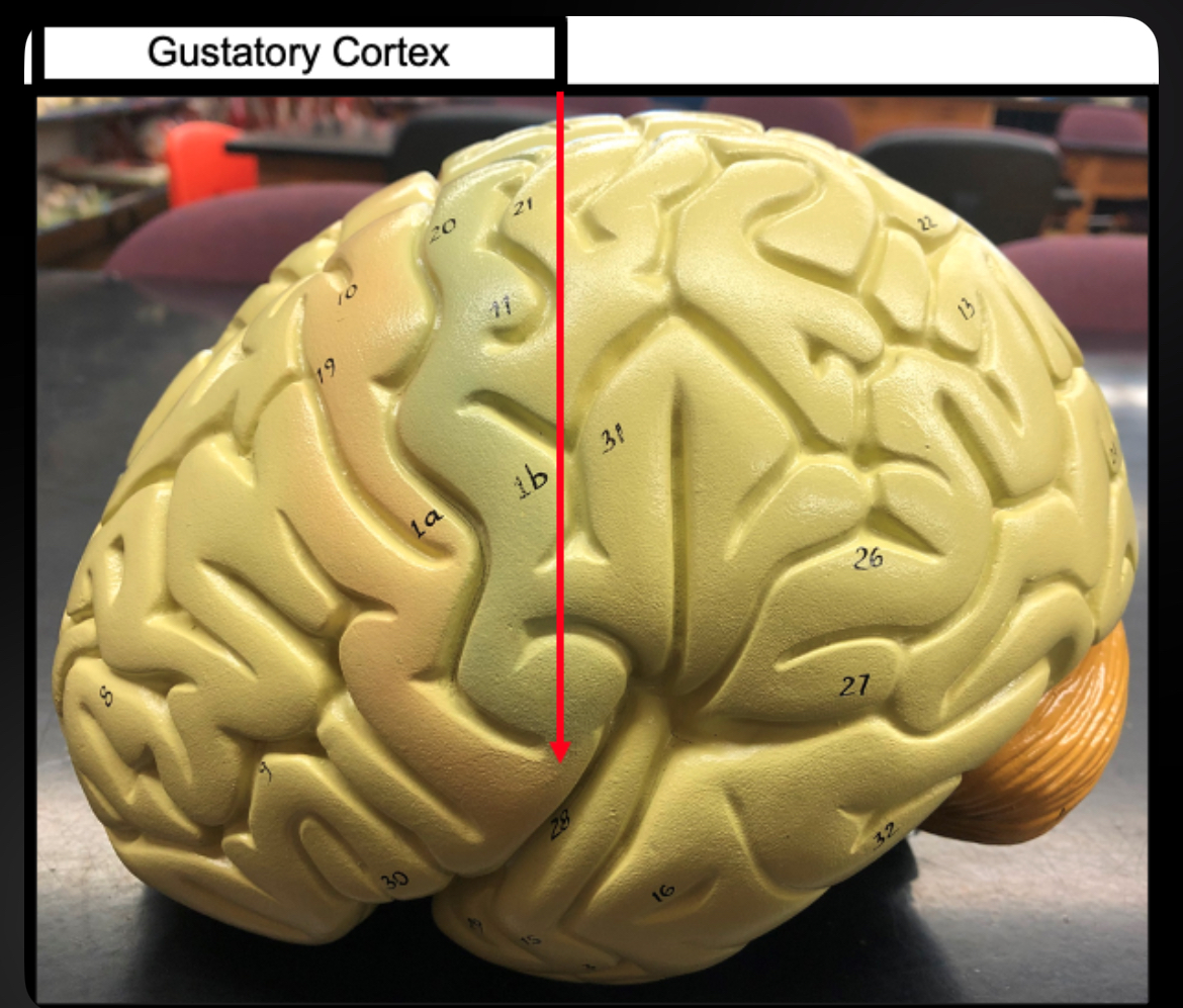 <p>Gustatory Cortex</p>