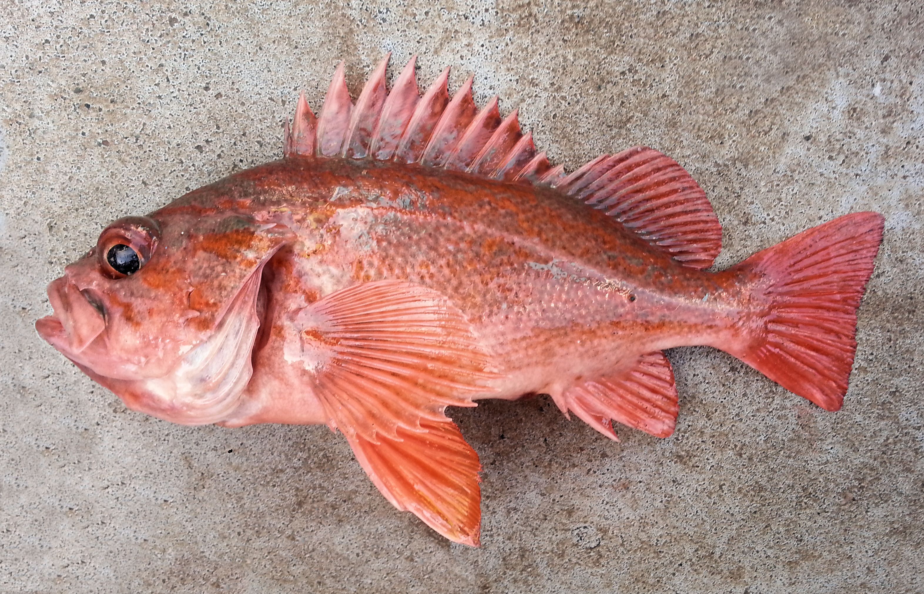 <p>Vermillion Rock Fish</p>