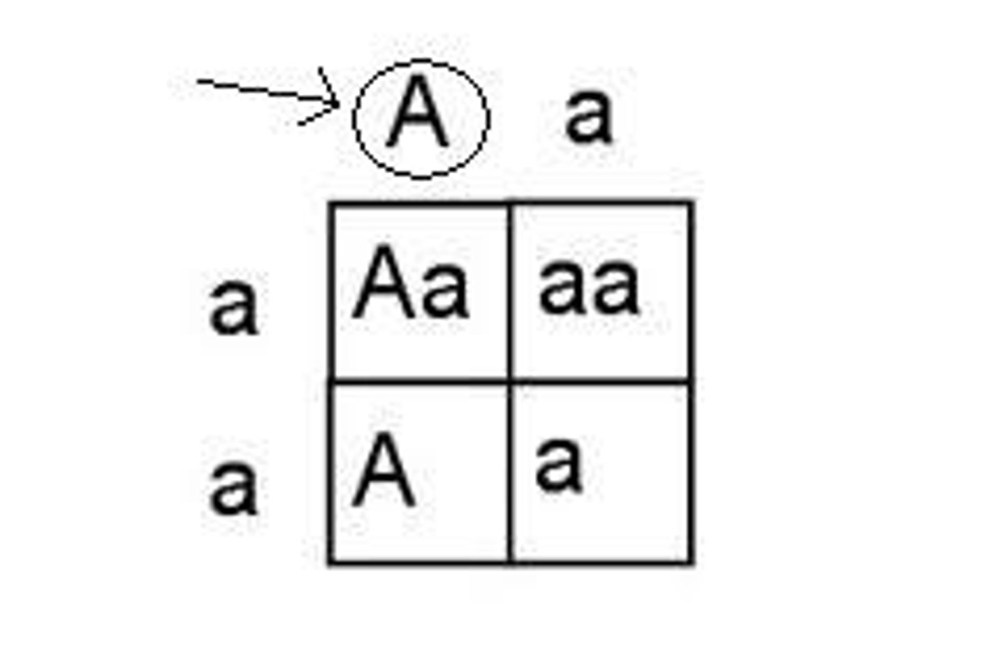 <p>version of a gene that can mask expression</p><p>of recessive version--only one copy required to produce the trait. Written with a capital letter (A).</p>