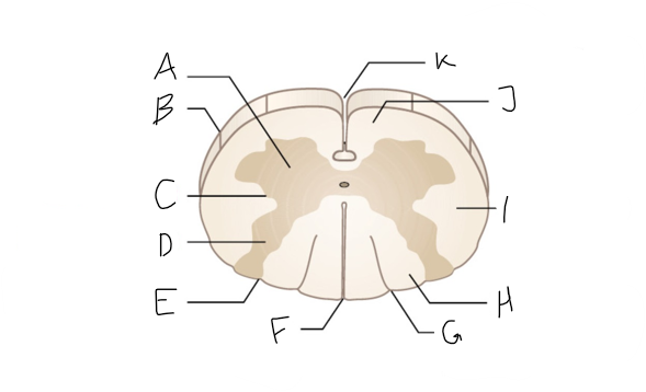 <p>Where is the anterior horn?</p>