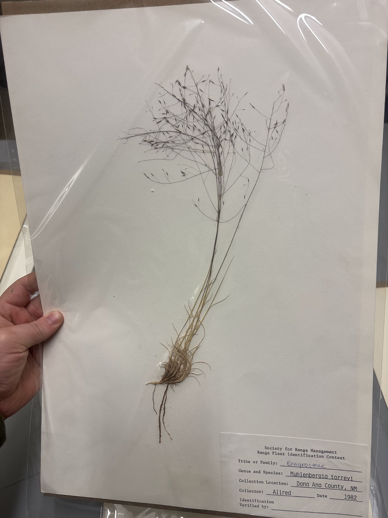 <p>Eragrosteae - Muhlenbergia torreyi - ring muhly </p>