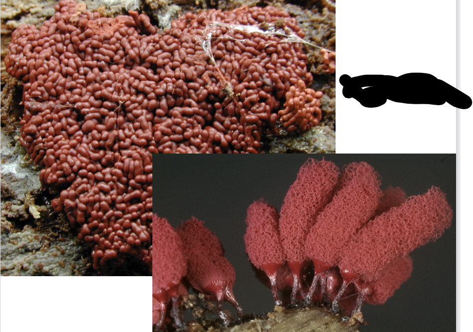 <p>Arcyria denudata</p>