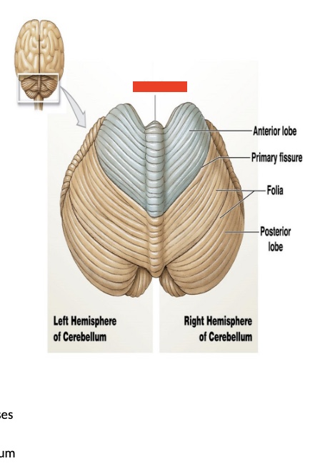 <p>14.6 what is this in the cerebellum? what is its function? </p>