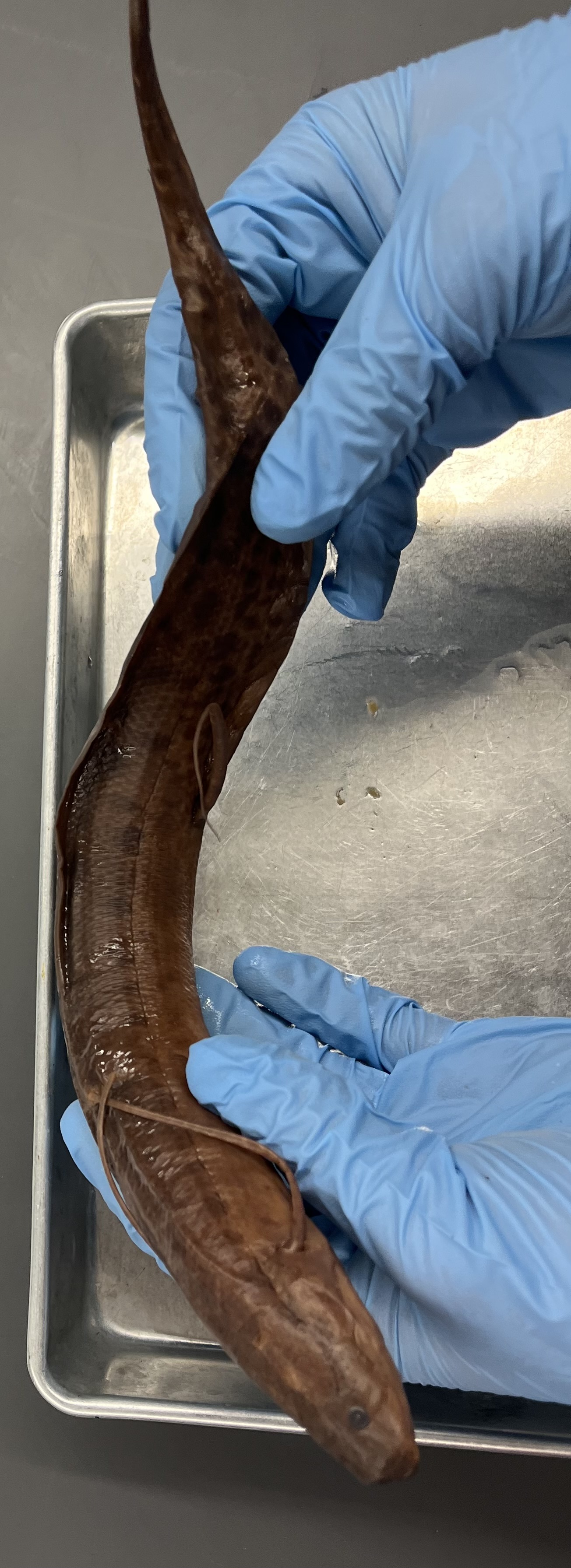 <p>Longer arm like fins</p><p>Speckled large scales</p><p>Smaller and skinnier body</p><p>Dotted line down lateral line</p><p>Stitch lines under chin</p>