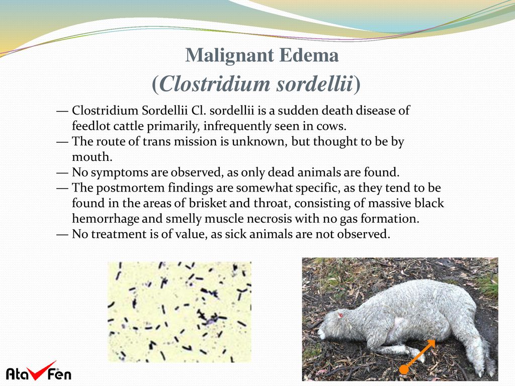 <p>gram + rods → clostridium sordellii</p><p>produce lethal toxin &amp; hemorrhagic toxin → toxic shock, nec fasciitis</p>
