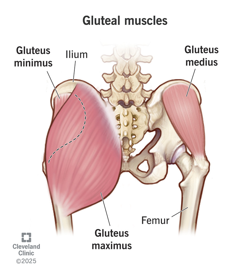 <p>the most superficial and largest of the three muscles and makes up the bulk of the shape and form of the buttock and hip area. Biggest and strongest muscle in your body. Helps extend thigh bone out, away from the body, and helps keep your hips balanced and your trunk upright when you're sitting down.</p>