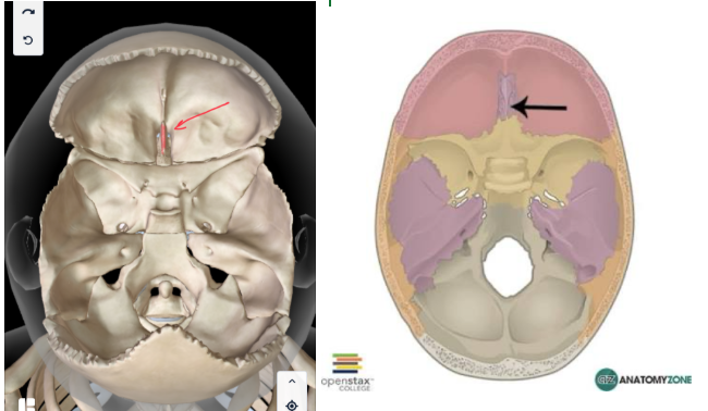 <p>Part of the<strong> ETHMOID BONE </strong></p><ul><li><p><strong>OLFACTORY FORAMINA SURROUNDS IT </strong></p></li></ul><p></p>
