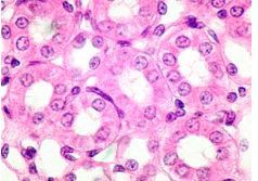<ol><li><p>one</p></li><li><p>brush border</p></li><li><p>equal in height/width/depth</p></li><li><p>kidneys and thyroid gland</p></li></ol><p></p>