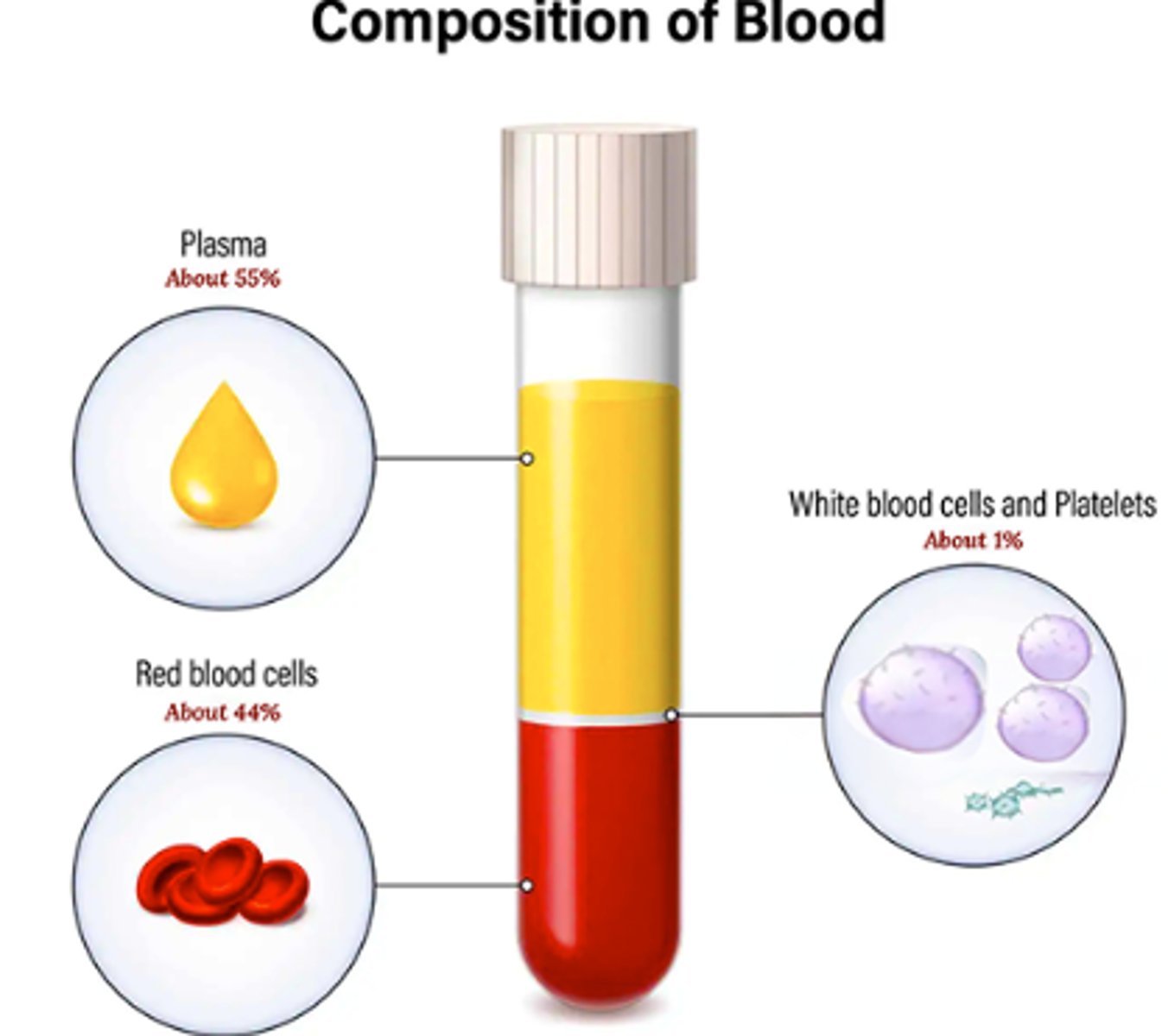 <p>Red blood cells: 41%</p><p>White blood cells/ platelets: 4%</p><p>Plasma: 55%</p>