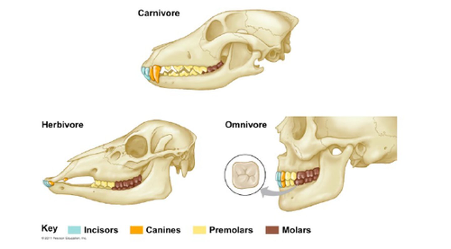 <p>A trait shared by all members of a group through a common ancestor.</p>