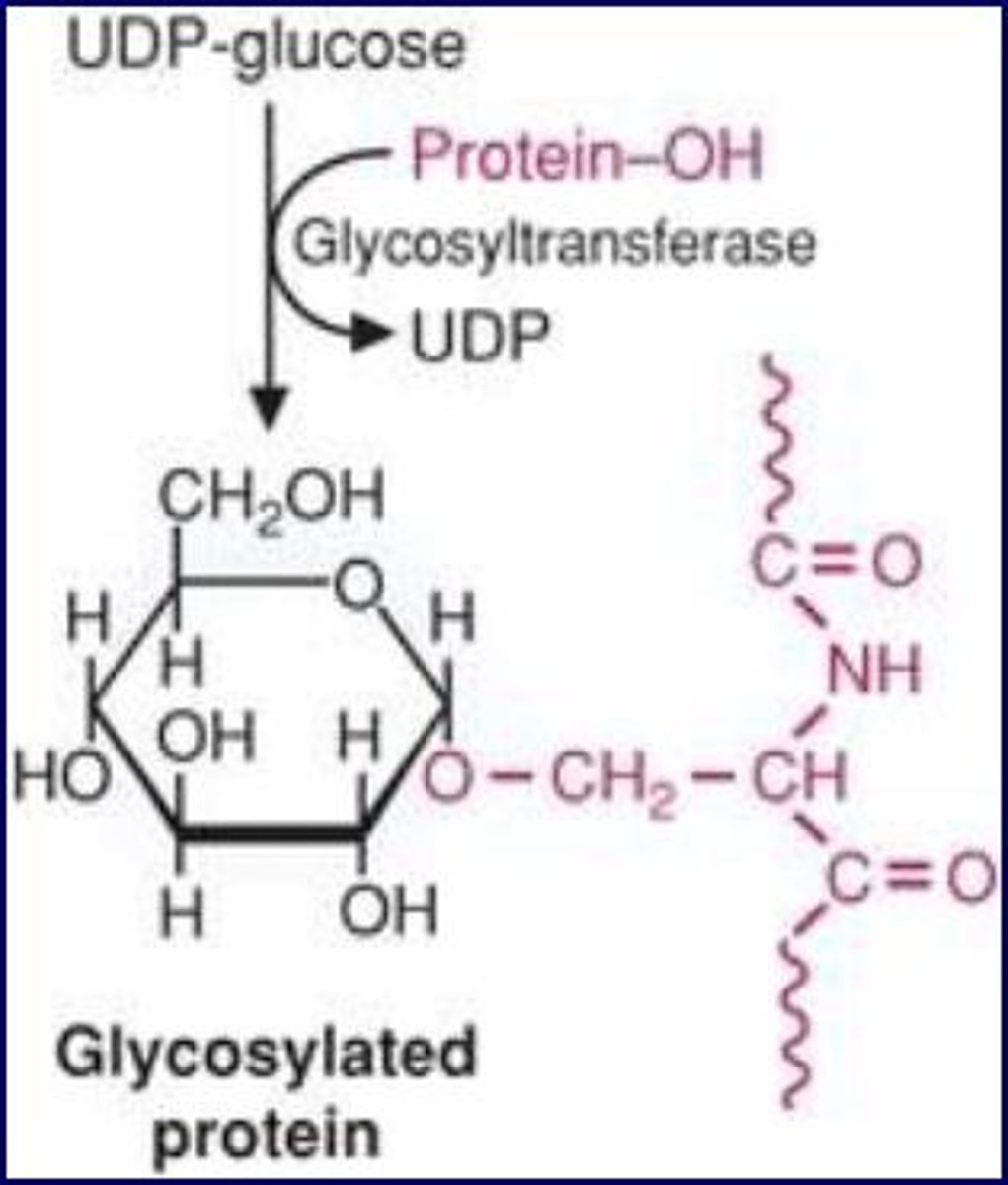 <p>binds to O link form<br>attach protein-OH to the oxygen<br>uses glycosyltransferase</p>