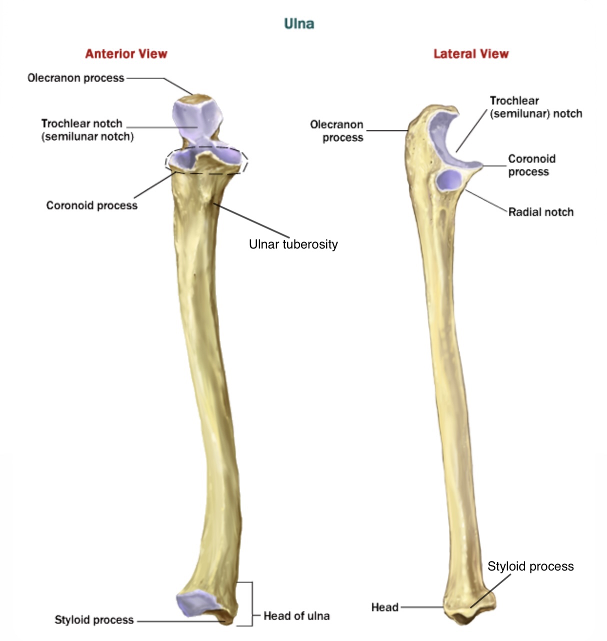 <ul><li><p>olecranon process</p></li><li><p>trochlear notch</p></li><li><p>coronoid process </p></li><li><p>styloid process of ulna</p></li></ul><p></p>