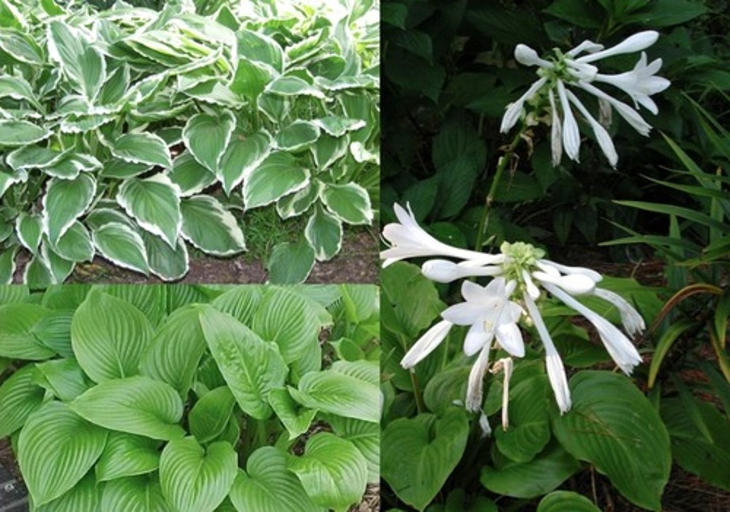<p>shade edging</p><p>mass, basal clump</p><p>leaves: cordate-heart shape, individual stem, parallel veins,</p><p>blooms: leafless flower stalk, funnel form, raceme, white or lavender</p>