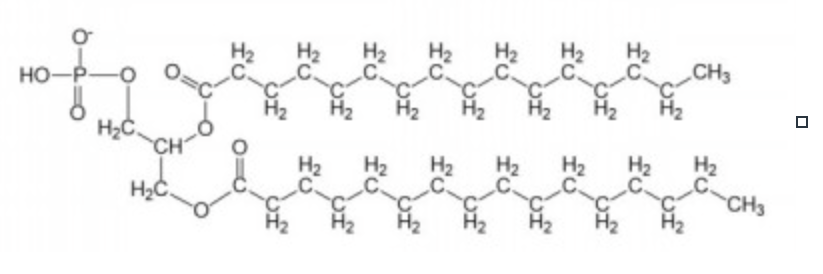 <p>the parent compound</p><p>glycerol, two fatty acids and phosphate</p><p>fatty acid on C-1 is saturated</p><p>fatty acid on C-2 is unsaturated or saturated</p>