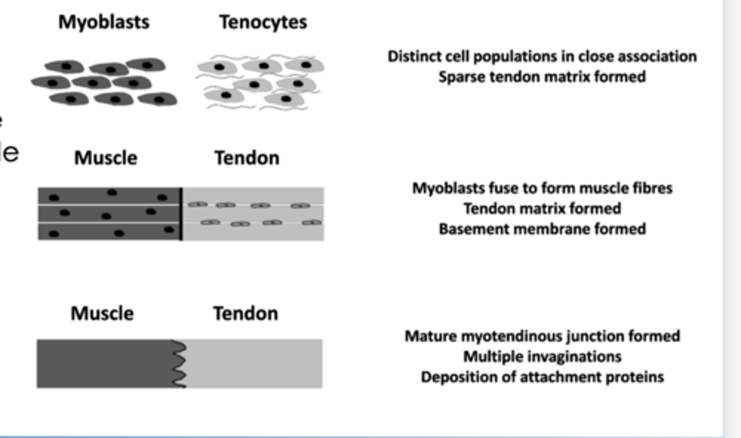 <p>(myoblasts and the coyotes), these will fuse together but there is still separation between each other</p>