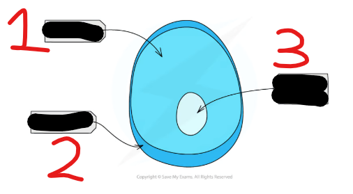 <p>Label this tonoplast</p>