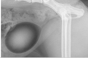 <p>What type of contrast study?</p>