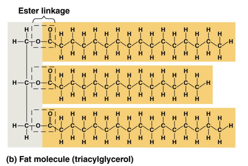 <ul><li><p>referred to as a triacyglycerol</p><ul><li><p>or a triglyceride</p></li><li><p>triacyl</p><ul><li><p>3 fatty acids</p></li><li><p>linked to a glycerol molecule</p></li></ul></li></ul></li><li><p>covalent bond (ester bond) between:</p><ul><li><p>hydroxyl group</p><ul><li><p>in glycerol</p></li></ul></li><li><p>carboxyl group</p><ul><li><p>in fatty acid</p></li></ul></li></ul></li><li><p>fats separate form water because the water molecules hydrogen bond to one another and exclude the fats</p></li></ul>