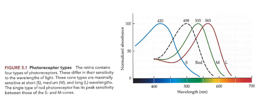<ul><li><p>3 soorten kegeltjesfotoreceptoren → verschillen in fotopigment dat ze dragen</p><ul><li><p>verschillen daarom in gevoeligheid voor licht van verschillende golflengten</p></li></ul></li><li><p>elk kegeltype: vernoemd naar locatie van piek van gevoeligheid op spectrum</p><ul><li><p>short-wavelength cones/ S-kegeltjes</p><ul><li><p>piek bij ± 420nm</p></li><li><p>relatief zeldzaam</p></li><li><p>minder gevoelig dan M- &amp; L-kegeltjes</p></li></ul></li><li><p>medium-wavelength cones/ M-kegeltjes</p><ul><li><p>piek bij ± 535nm</p></li></ul></li><li><p>long-wavelength cones/ L-kegeltjes</p><ul><li><p>piek bij ± 565nm</p></li></ul></li></ul></li></ul><p>→ veel overlap tussen spectrale gevoeligheden van verschillende kegeltjes</p><p>→ combinatie van gevoeligheden van de 3 soorten kegels: geeft mogelijkheid om golflengtes van ± 400nm tot ± 700nm te detecteren</p><ul><li><p>werking van kegels vs. staafjes</p><ul><li><p>kegels → fotopische lichtniveaus (daglicht)</p></li><li><p>staafjes → scotopisch (zwakker) licht</p><ul><li><p>1 type staafvormige fotoreceptor</p></li><li><p>iets ander gevoeligheidsprofiel</p></li><li><p>piek bij ± 500nm</p></li></ul></li></ul></li></ul><p></p>