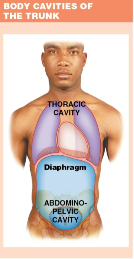 <ol><li><p>Thoracic cavity</p><ul><li><p>everything deep to the chest</p></li></ul></li><li><p>Abdominopelvic cavity</p><ul><li><p>all structures deep to abdominal &amp; pelvic walls</p></li></ul></li></ol><p></p>