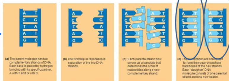S stands for **synthesis;** this is when DNA replicates (sister chromatids are formed)

\
**Replicated chromosome** consist of two copies of the same chromosome 

\
→ This is called semi-conservative DNA replication b/c each daughter DNA molecule consists of one **old strand and one new strand**