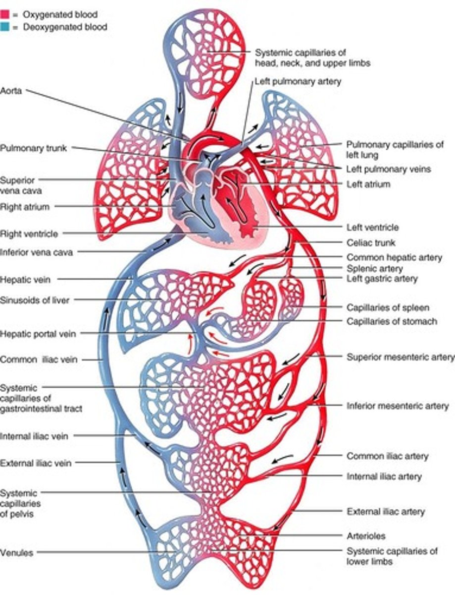 <p>The organ system responsible for the transportation of blood, nutrients, oxygen, carbon dioxide, hormones, and waste products throughout the body</p>
