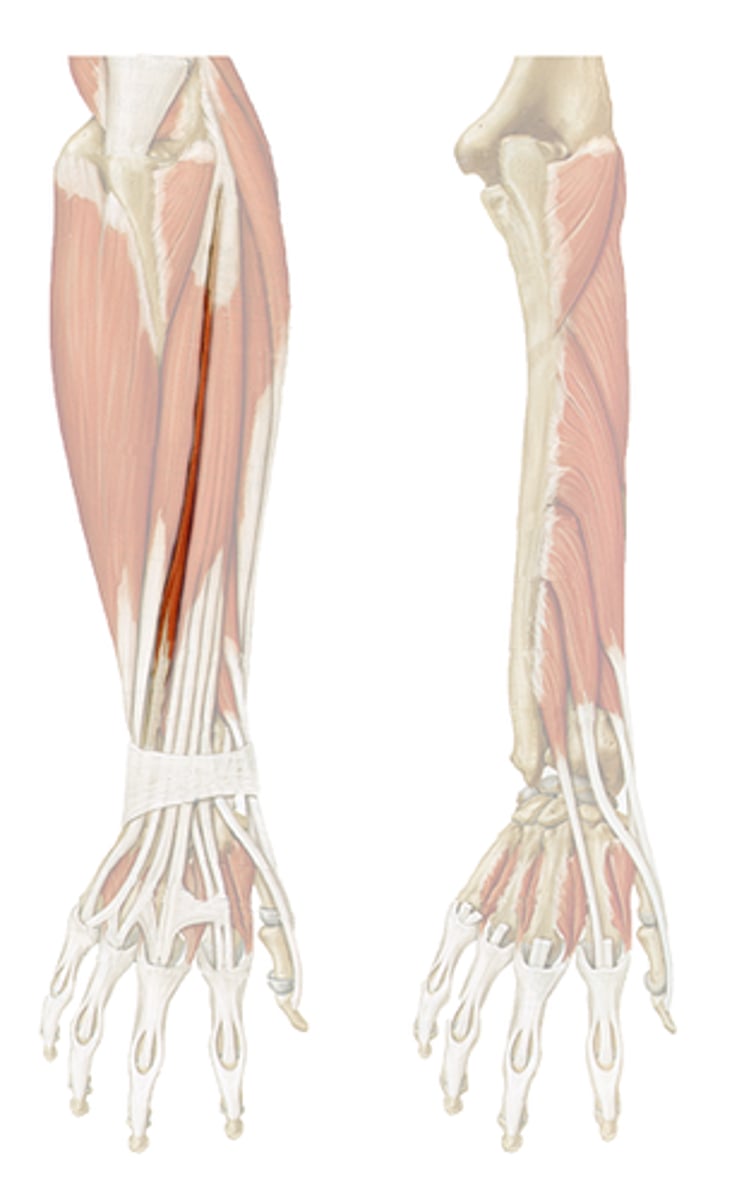 <p>Origin: Lateral epicondyle</p><p>Insertion: Joints of the extensor digitorum</p><p>Action: Extends wrist and adducts (ulnar deviation)</p><p>Innervation: Radial Nerve</p>