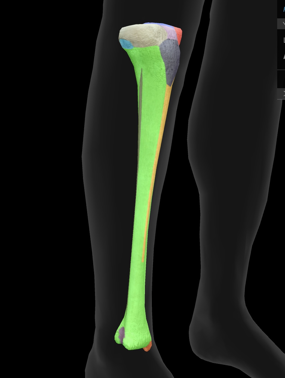 <p>A small surface on the tibia where the fibula articulates, facilitating ankle joint movement. </p>