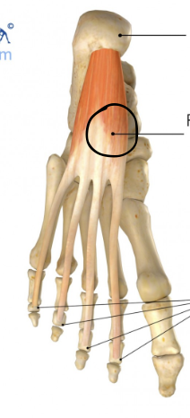 <p>identify + state origin, insertion, action, innervation of marked structure</p>