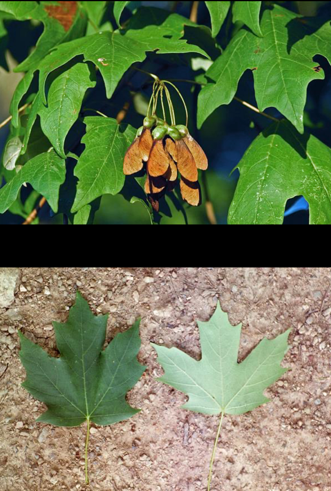 <p>Florida maple</p>