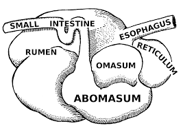 <p><span>What type of stomach is this?</span></p>